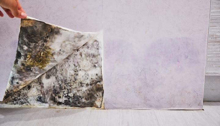 Professional service for mold removal and mold prevention in Falcon, North Carolina and surrounding areas.
